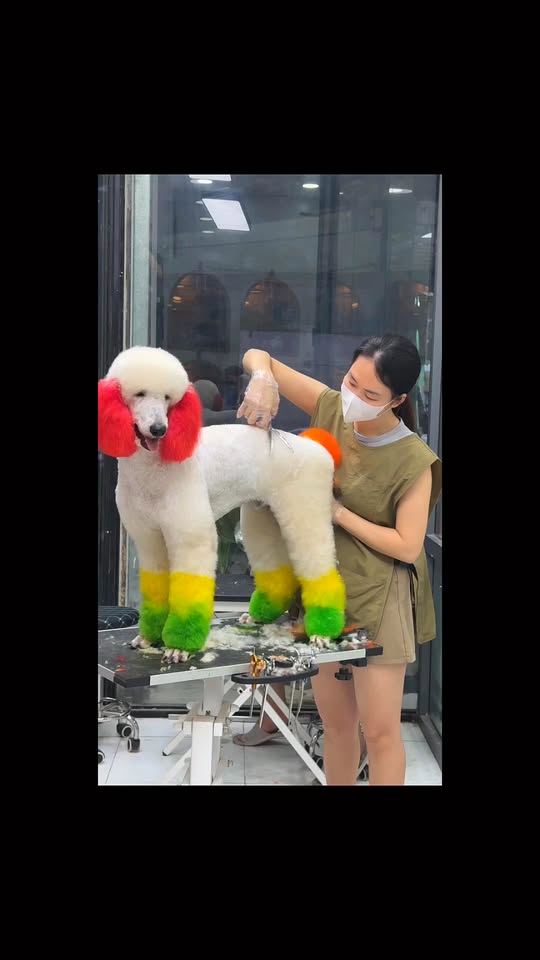 [🆕🇻🇳] Cutpet – Hotel & Spa Cắt Tỉa Lông Chó Mèo Thú Cưng Bình Dương 🐶🦜 Top1Pets 🐱🐠 Bên em có chụp hết tết rồi. Ba mẹ nhớ mang các bé qua để có ảnh đẹp nhé Để đảm bảo chất lượng dịch vụ spa thú cưng tại Cutpet được tốt nhất , CUTPET xin th , shares-0✔️ , likes-5❤️️ , date-2025-01-22 18:16:45🐶🐱🇻🇳🇻🇳🇻🇳📰🆕