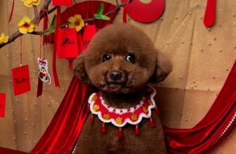 [🆕🇻🇳] Lino Pet – Cắt Tỉa Lông, Làm Đẹp, Chăm Sóc và Phụ Kiện Thú Cưng 🐶🦜 Top1Pets 🐱🐠 Sẵn sang đón tếtttt , shares-0✔️ , likes-1❤️️ , date-2025-01-24 16:06:03🐶🐱🇻🇳🇻🇳🇻🇳📰🆕