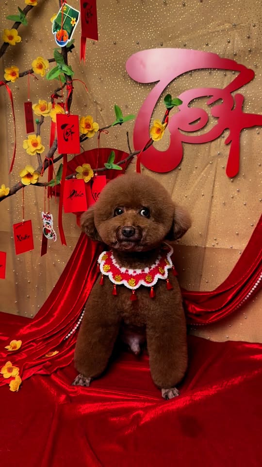 [🆕🇻🇳] Lino Pet – Cắt Tỉa Lông, Làm Đẹp, Chăm Sóc và Phụ Kiện Thú Cưng 🐶🦜 Top1Pets 🐱🐠 Sẵn sang đón tếtttt , shares-0✔️ , likes-1❤️️ , date-2025-01-24 16:06:03🐶🐱🇻🇳🇻🇳🇻🇳📰🆕