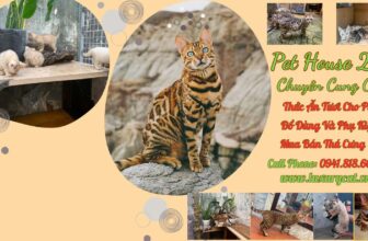 [🆕🇻🇳] Pet House 24H 🐶🦜 Top1Pets 🐱🐠 Pet House 24H đã cập nhật ảnh bìa của họ.
, shares-0✔️ , likes-5❤️️ , date-2023-12-25 16:38:58🐶🐱🇻🇳🇻🇳🇻🇳📰🆕