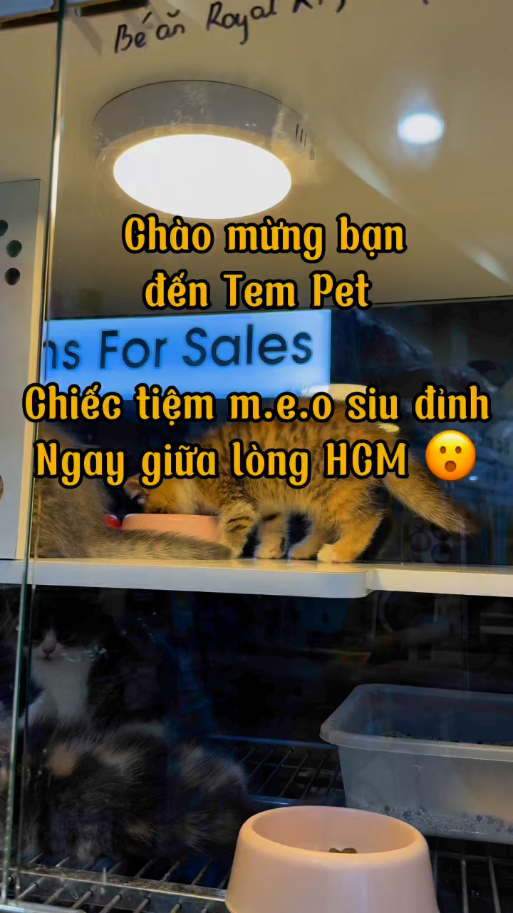 [🆕🇻🇳] Tem Pet 2 – Tiệm mèo anh 🐶🦜 Top1Pets 🐱🐠 u0110u1ec9nh lu1eafm u00f3o #tempet  #petshop #petshophcm #cat #meo #yeuthucung #reviewpet #petlover #petshoptphcm  #tiemmeoanhTemPet #petcare #viral”} , shares-0✔️ , likes-0❤️️ , date-2025-02-03 15:37:28🐶🐱🇻🇳🇻🇳🇻🇳📰🆕