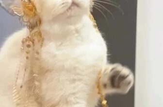 [🆕🇻🇳] Dola Pet – 223 Tô Hiệu Hà Đông 🐶🦜 Top1Pets 🐱🐠 Ánh trăng sáng #phukienthucung #petshop #petcung , shares-0✔️ , likes-1❤️️ , date-2025-02-12 18:27:51🐶🐱🇻🇳🇻🇳🇻🇳📰🆕