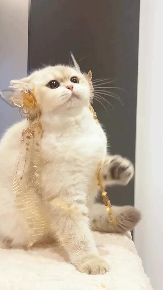 [🆕🇻🇳]  Shop Giày Dép Dành Cho Trẻ Em 🧑‍🧒❤️️👶⭐️  Dép Sandal Bé Trai ST85 – Siêu Nhẹ Êm, Quai Dán Tiện Dụng
Du xuân khỏe khoắn – Thoải mái vận động cùng ST85! Dép sandal bé trai phong cách Hàn Quốc, thi , shares-0✔️ , likes-0❤️️ , date-2025-02-12 18:46:19🇻🇳🇻🇳🇻🇳📰🆕