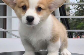 [🆕🇻🇳] Luxury Pets – Thiên đường cún cảnh giá rẻ 🐶🦜 Top1Pets 🐱🐠 hí luu
, shares-0✔️ , likes-7❤️️ , date-2024-12-27 01:14:27🐶🐱🇻🇳🇻🇳🇻🇳📰🆕