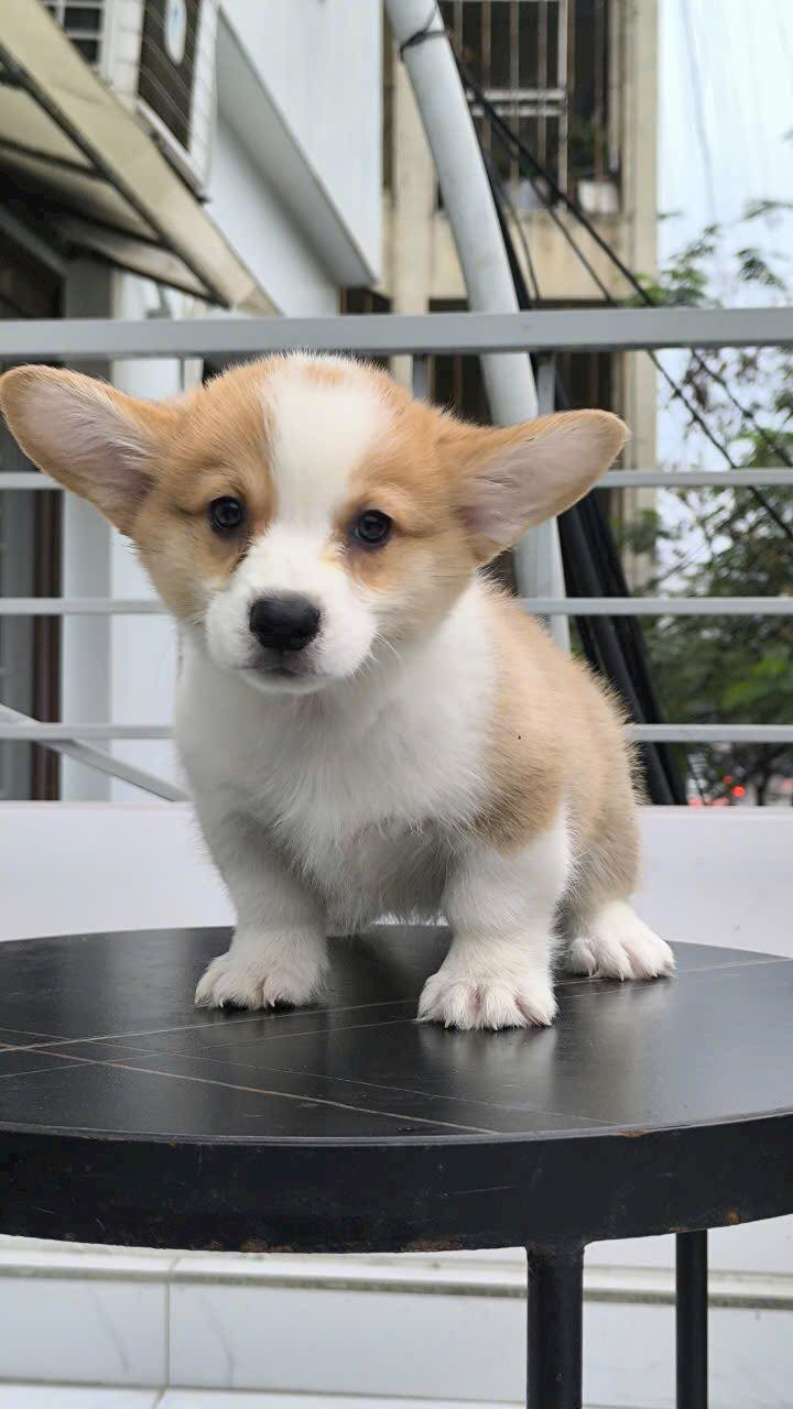 [🆕🇻🇳] Luxury Pets – Thiên đường cún cảnh giá rẻ 🐶🦜 Top1Pets 🐱🐠 hí luu
, shares-0✔️ , likes-7❤️️ , date-2024-12-27 01:14:27🐶🐱🇻🇳🇻🇳🇻🇳📰🆕