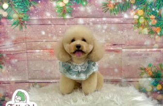[🆕🇻🇳] TuNa Pet – Tiệm làm đẹp thú cưng 🐶🦜 Top1Pets 🐱🐠 THÔNG BÁO NGHỈ BÃO:
Do tình hình bão số 3 (bão Yagi) diễn biến phức tạp, Tunapet xin phép tạm nghỉ hôm nay (thứ bảy 07/09/2024) cho đến khi cập nhật tình h , shares-0✔️ , likes-4❤️️ , date-2024-09-07 16:28:32🐶🐱🇻🇳🇻🇳🇻🇳📰🆕