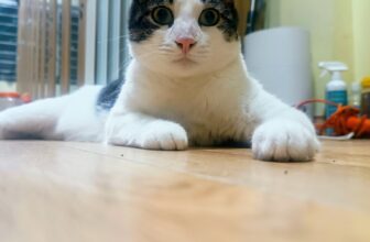 [🆕🇻🇳] Meo Hotel – Khách sạn dành riêng cho mèo, dịch vụ trông giữ mèo uy tín, tận tâm 🐶🦜 Top1Pets 🐱🐠 Zai đẹp tên Liony. Chàng trai đến từ Bồ Đào Nha. Xinh zai, quấn người, siêu thân thiện nhưng vui vui lên thì cũng thích cắn nên ở bên cũng phải sống cảnh g , shares-0✔️ , likes-9❤️️ , date-2024-08-12 18:43:40🐶🐱🇻🇳🇻🇳🇻🇳📰🆕