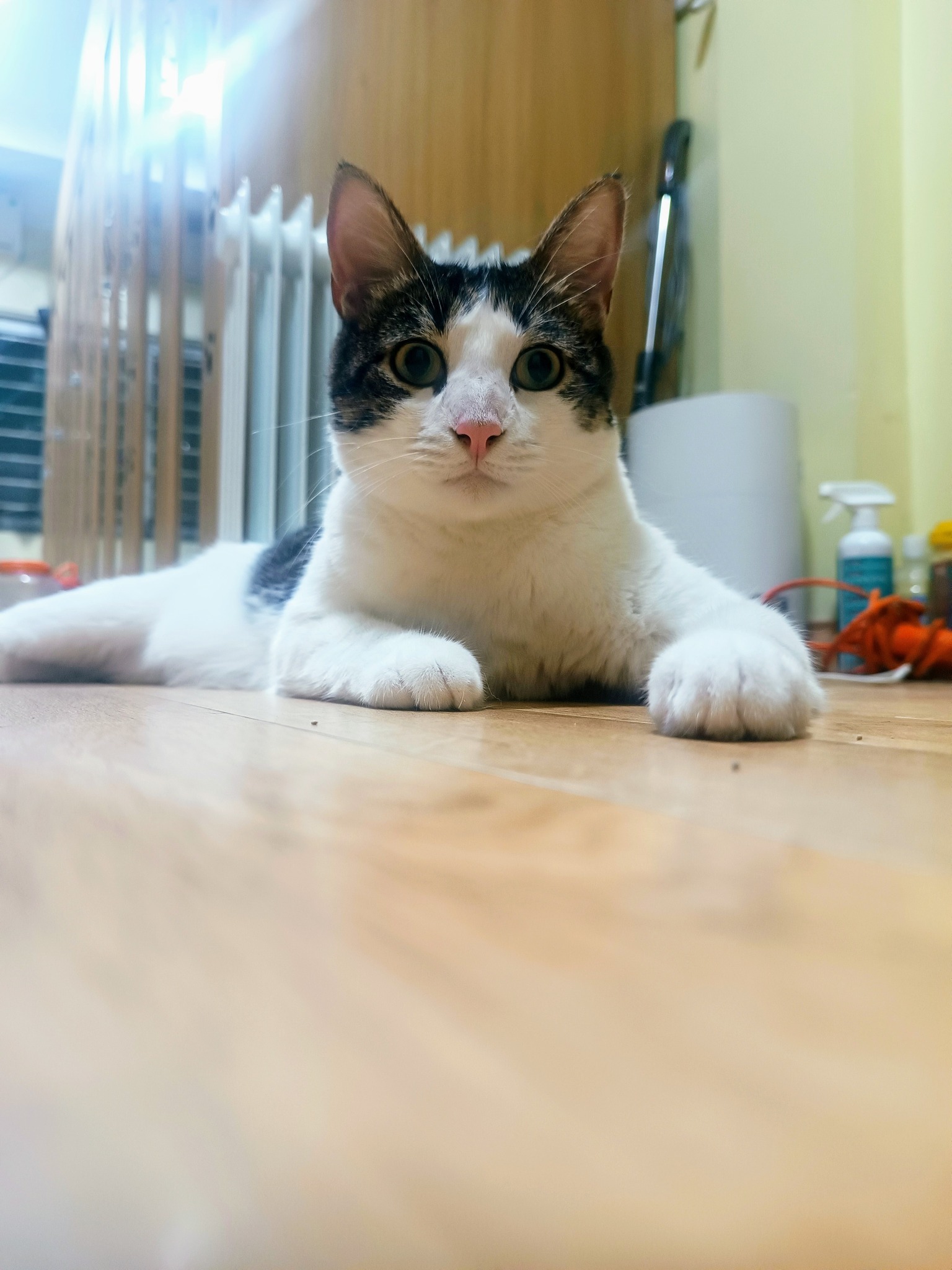 [🆕🇻🇳] Meo Hotel – Khách sạn dành riêng cho mèo, dịch vụ trông giữ mèo uy tín, tận tâm 🐶🦜 Top1Pets 🐱🐠 Zai đẹp tên Liony. Chàng trai đến từ Bồ Đào Nha. Xinh zai, quấn người, siêu thân thiện nhưng vui vui lên thì cũng thích cắn nên ở bên cũng phải sống cảnh g , shares-0✔️ , likes-9❤️️ , date-2024-08-12 18:43:40🐶🐱🇻🇳🇻🇳🇻🇳📰🆕