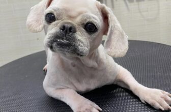 [🆕🇻🇳] ĐẬU PET SHOP 🐶🦜 Top1Pets 🐱🐠 Hạt ,thuốc nhuộm, sữa tắm trị nấm, cát v.v…
Đậu Pet shopNhận Spa Chó – Mèo
Nhận Đưa-Rước các bé fr , shares-1✔️ , likes-1❤️️ , date-2024-10-15 03:46:11🐶🐱🇻🇳🇻🇳🇻🇳📰🆕