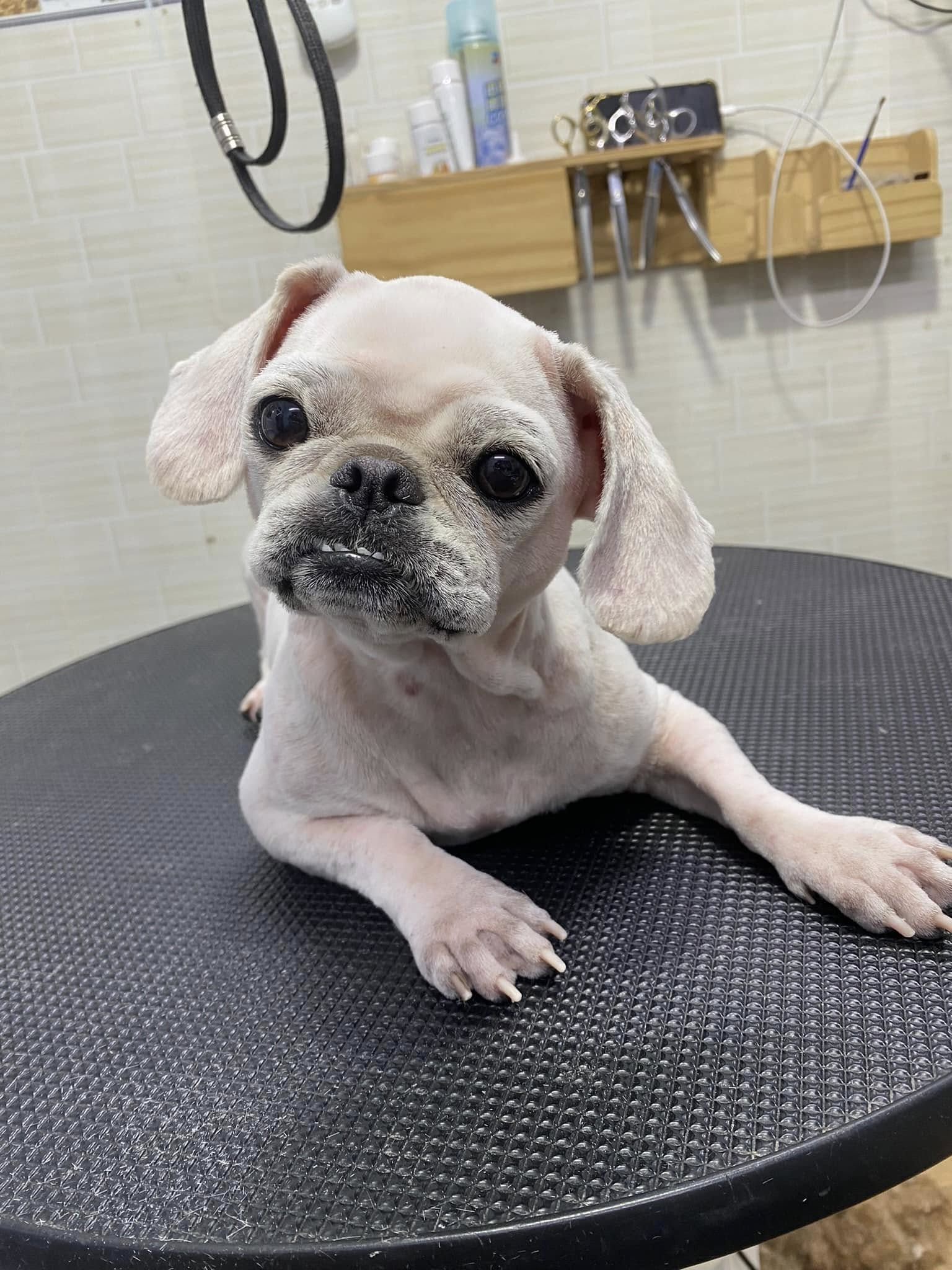 [🆕🇻🇳] ĐẬU PET SHOP 🐶🦜 Top1Pets 🐱🐠 Hạt ,thuốc nhuộm, sữa tắm trị nấm, cát v.v…
Đậu Pet shopNhận Spa Chó – Mèo
Nhận Đưa-Rước các bé fr , shares-1✔️ , likes-1❤️️ , date-2024-10-15 03:46:11🐶🐱🇻🇳🇻🇳🇻🇳📰🆕