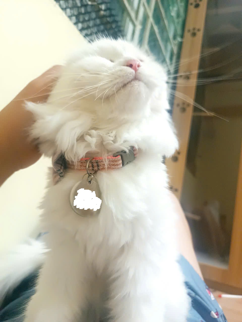 [🆕🇻🇳] Meo Hotel – Khách sạn dành riêng cho mèo, dịch vụ trông giữ mèo uy tín, tận tâm 🐶🦜 Top1Pets 🐱🐠 Theta xinh gái như một tiểu thư cao quý vậy. Trông thế thôi chứ cuốn người lắm, mới hơn 1 tuổi nên là nàng cũng nghịch!
#meohotel #cathotel #khachsanmeo # , shares-0✔️ , likes-7❤️️ , date-2024-10-10 18:20:13🐶🐱🇻🇳🇻🇳🇻🇳📰🆕