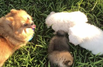 [🆕🇻🇳] Luxury Pets – Thiên đường cún cảnh giá rẻ 🐶🦜 Top1Pets 🐱🐠 các xinh ngoan yeu
, shares-0✔️ , likes-12❤️️ , date-2024-10-07 16:16:00🐶🐱🇻🇳🇻🇳🇻🇳📰🆕