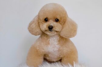 [🆕🇻🇳] Momo’s Petstation – Pets Hotel Grooming Spa & Supplies 🐶🦜 Top1Pets 🐱🐠 𝐌𝐨𝐦𝐨’𝐬 𝐏𝐞𝐭𝐬𝐭𝐚𝐭𝐢𝐨𝐧 đang có ưu đãi tặng Voucher giảm 20% Grooming cho papa và mama nào muốn cún yêu mèo cưng nhà mình trải nghiệm dịch vụ tại 𝐌𝐨𝐦𝐨 đó!!
𝐌𝐨𝐦𝐨’ , shares-0✔️ , likes-522❤️️ , date-2024-09-17 20:07:58🐶🐱🇻🇳🇻🇳🇻🇳📰🆕