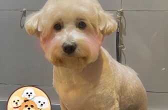 [🆕🇻🇳] KUN PET SHOP_Spa&Hotel cho thú cưng 🐶🦜 Top1Pets 🐱🐠 Khum được xinh gái thì mình xingtu ạ—————————————————
KUN PET Shop
Sieu thị thú cưng-Tắm & Tỉa-Khách sạn
Hotline:0398058686
Giờ  , shares-1✔️ , likes-3❤️️ , date-2025-03-06 16:10:48🐶🐱🇻🇳🇻🇳🇻🇳📰🆕