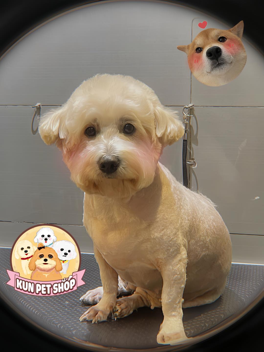 [🆕🇻🇳] KUN PET SHOP_Spa&Hotel cho thú cưng 🐶🦜 Top1Pets 🐱🐠 Khum được xinh gái thì mình xingtu ạ—————————————————
KUN PET Shop
Sieu thị thú cưng-Tắm & Tỉa-Khách sạn
Hotline:0398058686
Giờ  , shares-1✔️ , likes-3❤️️ , date-2025-03-06 16:10:48🐶🐱🇻🇳🇻🇳🇻🇳📰🆕