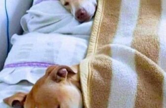 [🆕🇻🇳] QPet House – Thế giới phụ kiện và cắt tỉa dành cho thú cưng 🐶🦜 Top1Pets 🐱🐠 Ta khờ zại, ta tìm đg về nhà…nghỉ
Người khôn, người đến chốn CountdownCre: cậu vàng
, shares-0✔️ , likes-4❤️️ , date-2023-01-01 04:05:24🐶🐱🇻🇳🇻🇳🇻🇳📰🆕