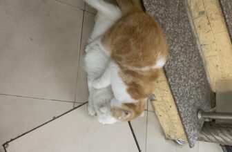 [🆕🇻🇳] Phòng khám thú cảnh & spa MyVet  🐶🦜 Top1Pets 🐱🐠 Đầu năm các cháu khai xuân vật vã
, shares-0✔️ , likes-13❤️️ , date-2024-02-29 18:35:02🐶🐱🇻🇳🇻🇳🇻🇳📰🆕