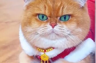 [🆕🇻🇳] JOY PET – Tiệm làm đẹp thú cưng 🐶🦜 Top1Pets 🐱🐠 Làm sao??
#meow #cute #pets , shares-0✔️ , likes-2❤️️ , date-2025-03-05 05:38:38🐶🐱🇻🇳🇻🇳🇻🇳📰🆕