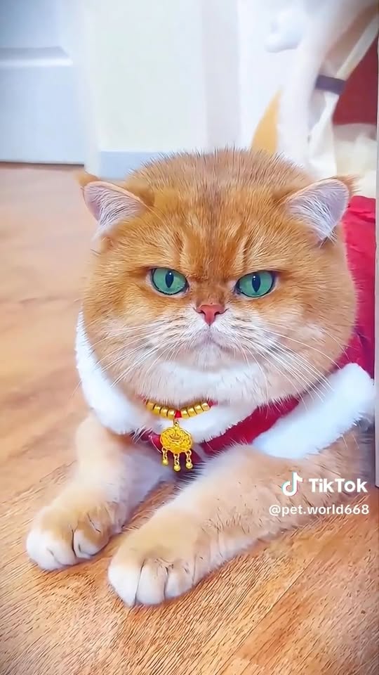 [🆕🇻🇳] Shop Hường Sơn – Chuyên hàng Trẻ em QCCC-TQXK 🧑‍🧒❤️️👶⭐️ E ôm đc ít hànng elmich hàng chính hãng
Sz 20cm
Sale cho mn 115k 1 chảo ạ
Chảo duùng bếp từ bếp điện ok ạ
, shares-0✔️ , likes-8❤️️ , date-2025-03-05 05:20:16🇻🇳🇻🇳🇻🇳📰🆕