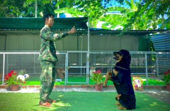 [🆕🇻🇳] Chăm sóc, Huấn Luyện Cún Cưng – Chó Nghiệp Vụ 24h 🐶🦜 Top1Pets 🐱🐠  Trung Tâm Mở Khoá Huấn Luyện Chó Cực Ưu Đãi
Hotell: 0813004567
Hổ Trợ Đưa Đón Các Bé Cún Tại Nhà Miễn Phí
, shares-1✔️ , likes-2❤️️ , date-2024-08-16 18:18:52🐶🐱🇻🇳🇻🇳🇻🇳📰🆕