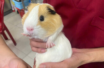 [🆕🇻🇳] Phòng khám Thú – Y CityVet Quận 12 🐶🦜 Top1Pets 🐱🐠 Lâu lâu được dẫn đi làm nail
, shares-0✔️ , likes-11❤️️ , date-2024-08-23 01:31:28🐶🐱🇻🇳🇻🇳🇻🇳📰🆕