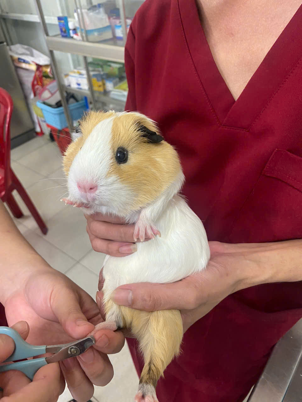 [🆕🇻🇳] Phòng khám Thú – Y CityVet Quận 12 🐶🦜 Top1Pets 🐱🐠 Lâu lâu được dẫn đi làm nail
, shares-0✔️ , likes-11❤️️ , date-2024-08-23 01:31:28🐶🐱🇻🇳🇻🇳🇻🇳📰🆕