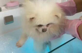 [🆕🇻🇳] Happy Pet Mart – Siêu Thị Đồ Thú Cưng 🐶🦜 Top1Pets 🐱🐠 Bồn sục Junhao , shares-0✔️ , likes-13❤️️ , date-2025-03-19 10:25:35🐶🐱🇻🇳🇻🇳🇻🇳📰🆕