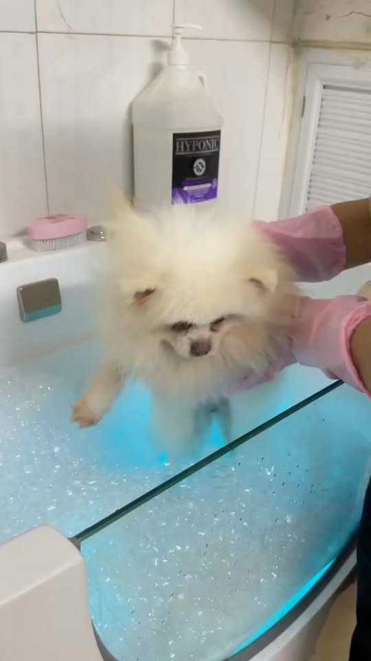 [🆕🇻🇳] Happy Pet Mart – Siêu Thị Đồ Thú Cưng 🐶🦜 Top1Pets 🐱🐠 Bồn sục Junhao , shares-0✔️ , likes-13❤️️ , date-2025-03-19 10:25:35🐶🐱🇻🇳🇻🇳🇻🇳📰🆕