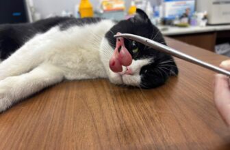 [🆕🇻🇳] Dịch Vụ Thú Y Tại Nhà – Gia Lâm 🐶🦜 Top1Pets 🐱🐠 Triệt sản cún đực tại nhà
Triệt sản mèo đực tại nhà
Xử lý vết thương tai tại nhà
Tiêm phòng dại tại nhà
Anh chị cần nhắn em ạ!
Dịch vụ thú y tại nhà khu vự , shares-4✔️ , likes-1❤️️ , date-2025-03-19 23:39:26🐶🐱🇻🇳🇻🇳🇻🇳📰🆕