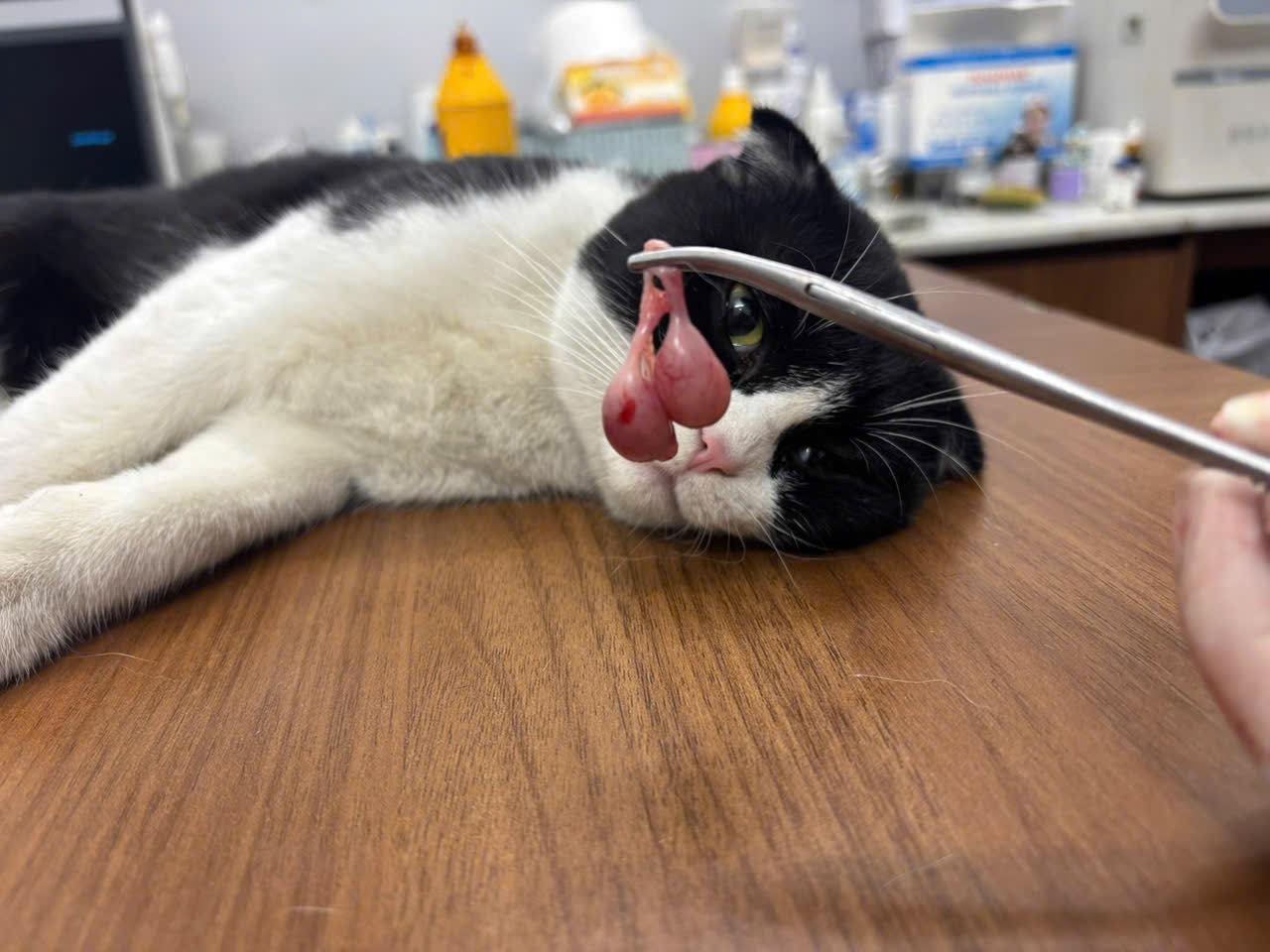 [🆕🇻🇳] Dịch Vụ Thú Y Tại Nhà – Gia Lâm 🐶🦜 Top1Pets 🐱🐠 Triệt sản cún đực tại nhà
Triệt sản mèo đực tại nhà
Xử lý vết thương tai tại nhà
Tiêm phòng dại tại nhà
Anh chị cần nhắn em ạ!
Dịch vụ thú y tại nhà khu vự , shares-4✔️ , likes-1❤️️ , date-2025-03-19 23:39:26🐶🐱🇻🇳🇻🇳🇻🇳📰🆕