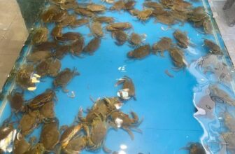 [🆕🇻🇳] Buffet Hải Sản Hoàng Gia 219k 🍔 Top1Food  🍜 Menu 250k ăn thả ga Tôm càng to + Cua Cà mau chỉ có tại Buffet Hải Sản Hoàng Gia 219k
Menu không chỉ có tôm cua ghẹ còn có 15 loại ốc biển + 30 món chín + , shares-2✔️ , likes-33❤️️ , date-2024-08-30 21:46:32🇻🇳🇻🇳🇻🇳📰🆕