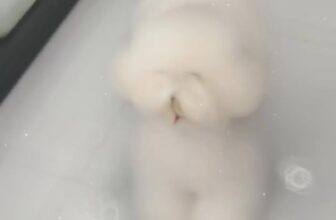 [🆕🇻🇳] Cutpet – Hotel & Spa Cắt Tỉa Lông Chó Mèo Thú Cưng Bình Dương 🐶🦜 Top1Pets 🐱🐠  Combo SPA GROOMING trọn gói chỉ từ 99k bao gồm 11 bước spa/12 bước grooming chuyên nghiệp vệ sinh toàn thân, cắt tỉa lông tạo kiểu thời thượng .Sẽ nâng tầ , shares-0✔️ , likes-0❤️️ , date-2025-03-20 17:27:49🐶🐱🇻🇳🇻🇳🇻🇳📰🆕