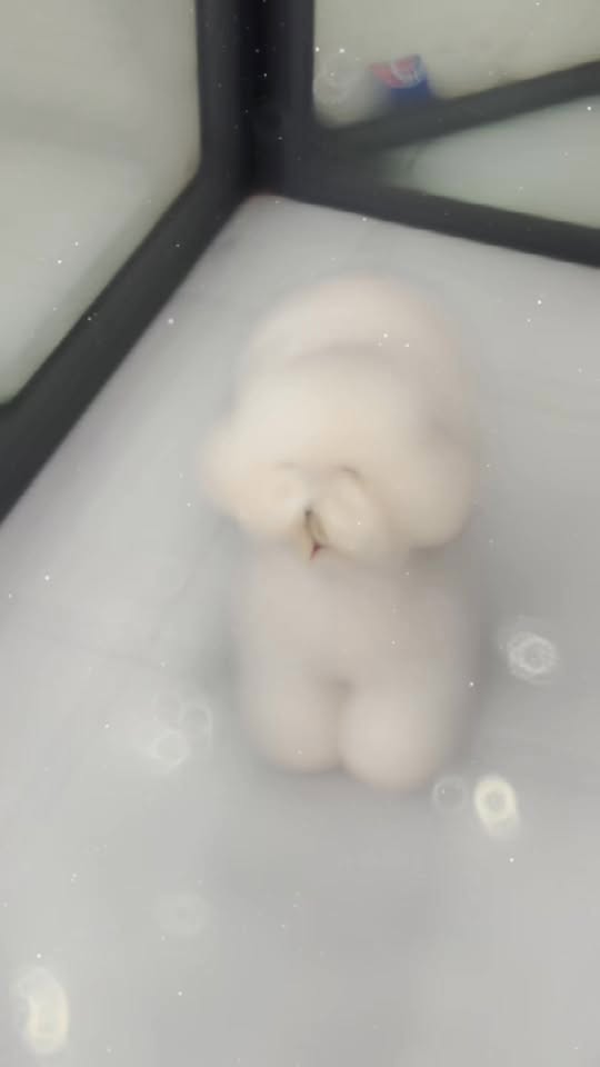 [🆕🇻🇳] Cutpet – Hotel & Spa Cắt Tỉa Lông Chó Mèo Thú Cưng Bình Dương 🐶🦜 Top1Pets 🐱🐠  Combo SPA GROOMING trọn gói chỉ từ 99k bao gồm 11 bước spa/12 bước grooming chuyên nghiệp vệ sinh toàn thân, cắt tỉa lông tạo kiểu thời thượng .Sẽ nâng tầ , shares-0✔️ , likes-0❤️️ , date-2025-03-20 17:27:49🐶🐱🇻🇳🇻🇳🇻🇳📰🆕