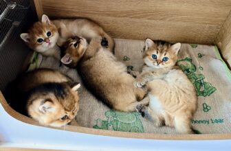 [🆕🇻🇳] Lồng Sấy Chó Mèo Cao Cấp – Tổng Kho 🐶🦜 Top1Pets 🐱🐠 Mùa rét sắp đến rùi, sắm ngay để cho các bé nào.
Vừa sấy, sưởi, chuồng, ổ đẻ được luôn ak :3
Feedback từ KH yêu ạ
, shares-0✔️ , likes-1❤️️ , date-2024-11-24 03:46:51🐶🐱🇻🇳🇻🇳🇻🇳📰🆕