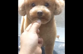 [🆕🇻🇳] TotoPet – Chuyên Đưa đón cắt tạo kiểu cho thú cưng 🐶🦜 Top1Pets 🐱🐠 Tiệm Nhà ToTo PetChuyên cung cấp dịch vụ: Tắm Vệ Sinh & Cắt Tỉa Lông Tạo Kiểu cho Thú Cưng với Mức Giá Tốt Nhất TPHCM.Ba Mẹ có nhu cầu làm đẹp cho co , shares-0✔️ , likes-0❤️️ , date-2025-04-02 22:22:50🐶🐱🇻🇳🇻🇳🇻🇳📰🆕