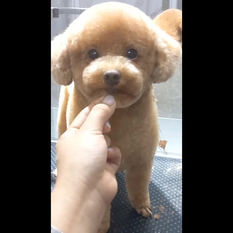 [🆕🇻🇳] TotoPet – Chuyên Đưa đón cắt tạo kiểu cho thú cưng 🐶🦜 Top1Pets 🐱🐠 Tiệm Nhà ToTo PetChuyên cung cấp dịch vụ: Tắm Vệ Sinh & Cắt Tỉa Lông Tạo Kiểu cho Thú Cưng với Mức Giá Tốt Nhất TPHCM.Ba Mẹ có nhu cầu làm đẹp cho co , shares-0✔️ , likes-0❤️️ , date-2025-04-02 22:22:50🐶🐱🇻🇳🇻🇳🇻🇳📰🆕