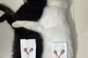 [🆕🇻🇳] Dịch Vụ Thú Y Tại Nhà Huế 🐶🦜 Top1Pets 🐱🐠 Hái cà tại nhà cho hai bạn trẻ____________________________
DỊCH VỤ THÚ Y TẠI NHÀ HUẾ
Tận Tâm – Uy Tín – Nhiệt Tình
Giờ làm việc:
Tất cả các ngày , shares-0✔️ , likes-1❤️️ , date-2025-03-02 01:33:15🐶🐱🇻🇳🇻🇳🇻🇳📰🆕