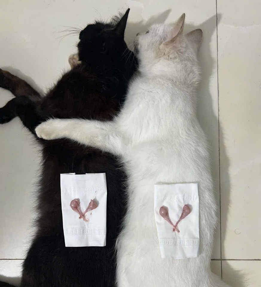 [🆕🇻🇳] Dịch Vụ Thú Y Tại Nhà Huế 🐶🦜 Top1Pets 🐱🐠 Hái cà tại nhà cho hai bạn trẻ____________________________
DỊCH VỤ THÚ Y TẠI NHÀ HUẾ
Tận Tâm – Uy Tín – Nhiệt Tình
Giờ làm việc:
Tất cả các ngày , shares-0✔️ , likes-1❤️️ , date-2025-03-02 01:33:15🐶🐱🇻🇳🇻🇳🇻🇳📰🆕