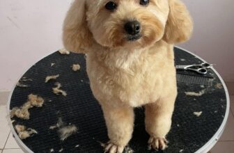 [🆕🇻🇳] ĐôĐô Petshop Spa 🐶🦜 Top1Pets 🐱🐠 Dù mưa gió shop e vẫn có ship đón đưa các boss an toàn nha sen
, shares-0✔️ , likes-4❤️️ , date-2024-05-10 16:44:32🐶🐱🇻🇳🇻🇳🇻🇳📰🆕