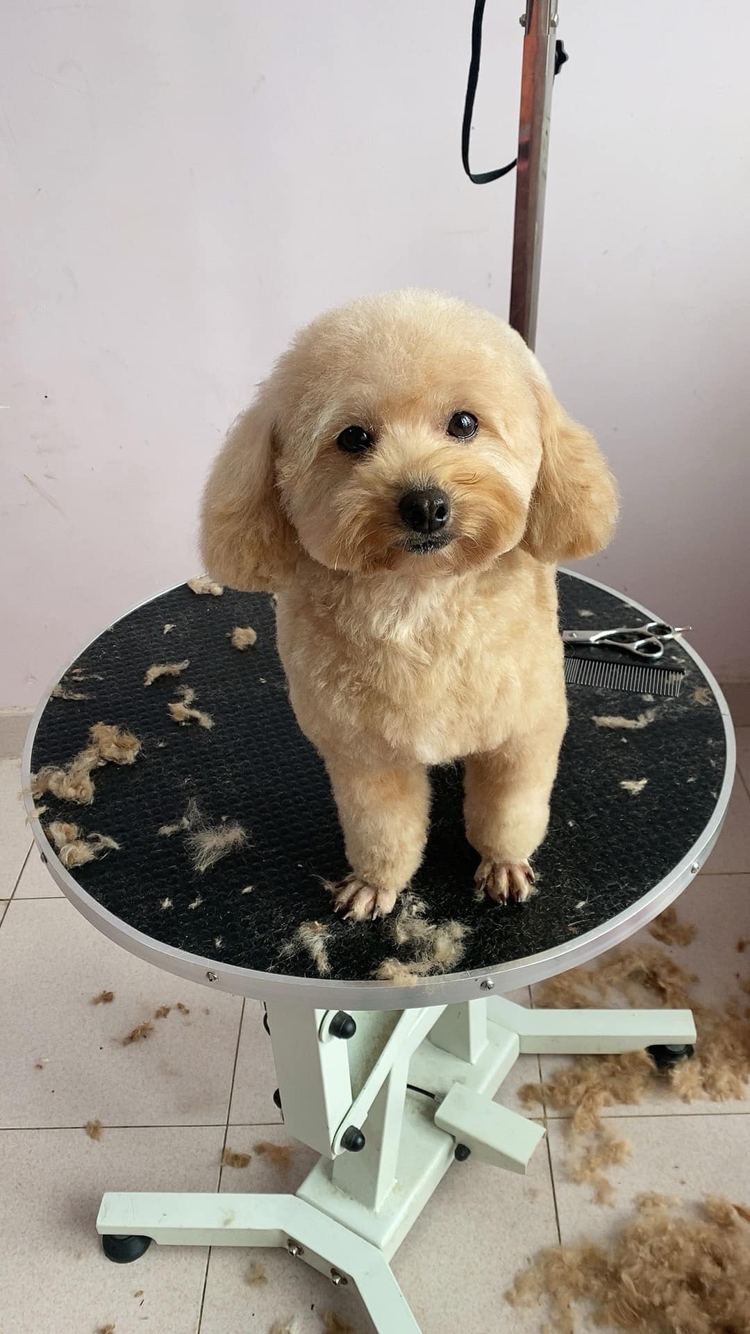 [🆕🇻🇳] ĐôĐô Petshop Spa 🐶🦜 Top1Pets 🐱🐠 Dù mưa gió shop e vẫn có ship đón đưa các boss an toàn nha sen
, shares-0✔️ , likes-4❤️️ , date-2024-05-10 16:44:32🐶🐱🇻🇳🇻🇳🇻🇳📰🆕