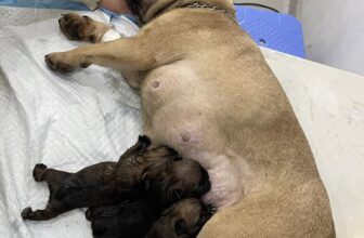 [🆕🇻🇳] Phòng Khám Thú Y Sky Pet 🐶🦜 Top1Pets 🐱🐠 Mổ đẻ cho mẹ bull cứu được 3 bé chó con ạ
, shares-0✔️ , likes-8❤️️ , date-2025-03-03 03:41:35🐶🐱🇻🇳🇻🇳🇻🇳📰🆕