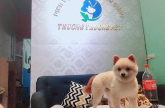 [🆕🇻🇳] Thương Thương Pet 🐶🦜 Top1Pets 🐱🐠 𝐓𝐇Ô𝐍𝐆 𝐁Á𝐎 𝐋Ị𝐂𝐇 𝐍𝐆𝐇Ỉ 𝐓Ế𝐓 𝐍𝐆𝐔𝐘Ê𝐍 ĐÁ𝐍 𝟐𝟎𝟐𝟒 :THƯƠNG THƯƠNG PET xin trân trọng thông báo lịch nghỉ Tết Nguyên Đán Giáp Thìn 2024 đến Quý khách hàng:
𝐓𝐡ờ𝐢 𝐠𝐢𝐚𝐧  , shares-0✔️ , likes-3❤️️ , date-2024-02-09 01:49:11🐶🐱🇻🇳🇻🇳🇻🇳📰🆕