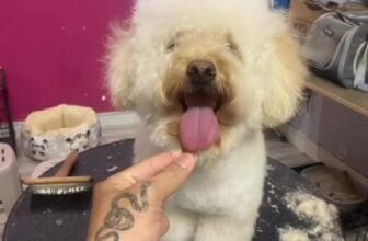 [🆕🇻🇳] Tamapu Pet 🐶🦜 Top1Pets 🐱🐠  , shares-0✔️ , likes-0❤️️ , date-2025-05-02 19:02:30🐶🐱🇻🇳🇻🇳🇻🇳📰🆕