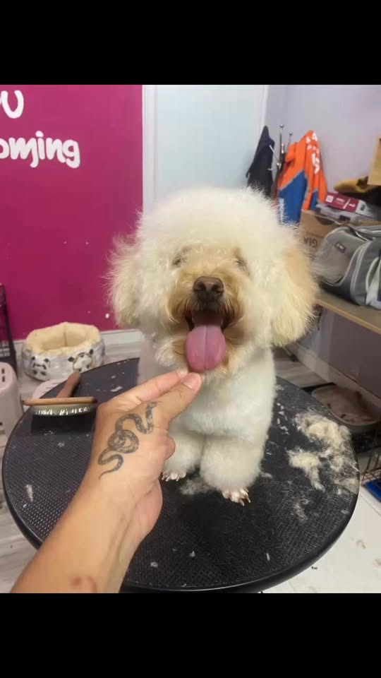 [🆕🇻🇳] Tamapu Pet 🐶🦜 Top1Pets 🐱🐠  , shares-0✔️ , likes-0❤️️ , date-2025-05-02 19:02:30🐶🐱🇻🇳🇻🇳🇻🇳📰🆕