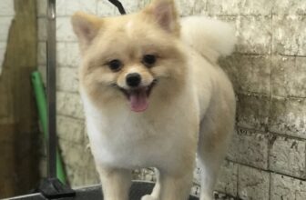 [🆕🇻🇳] Phòng khám Thú y NAN PET  🐶🦜 Top1Pets 🐱🐠 Nanpet vẫn làm đẹp, thiến, triệt sản, mổ đẻ cho các bé ạ
195 Ngô Xuân Quảng
0335 997 338
, shares-0✔️ , likes-6❤️️ , date-2025-04-21 02:54:16🐶🐱🇻🇳🇻🇳🇻🇳📰🆕