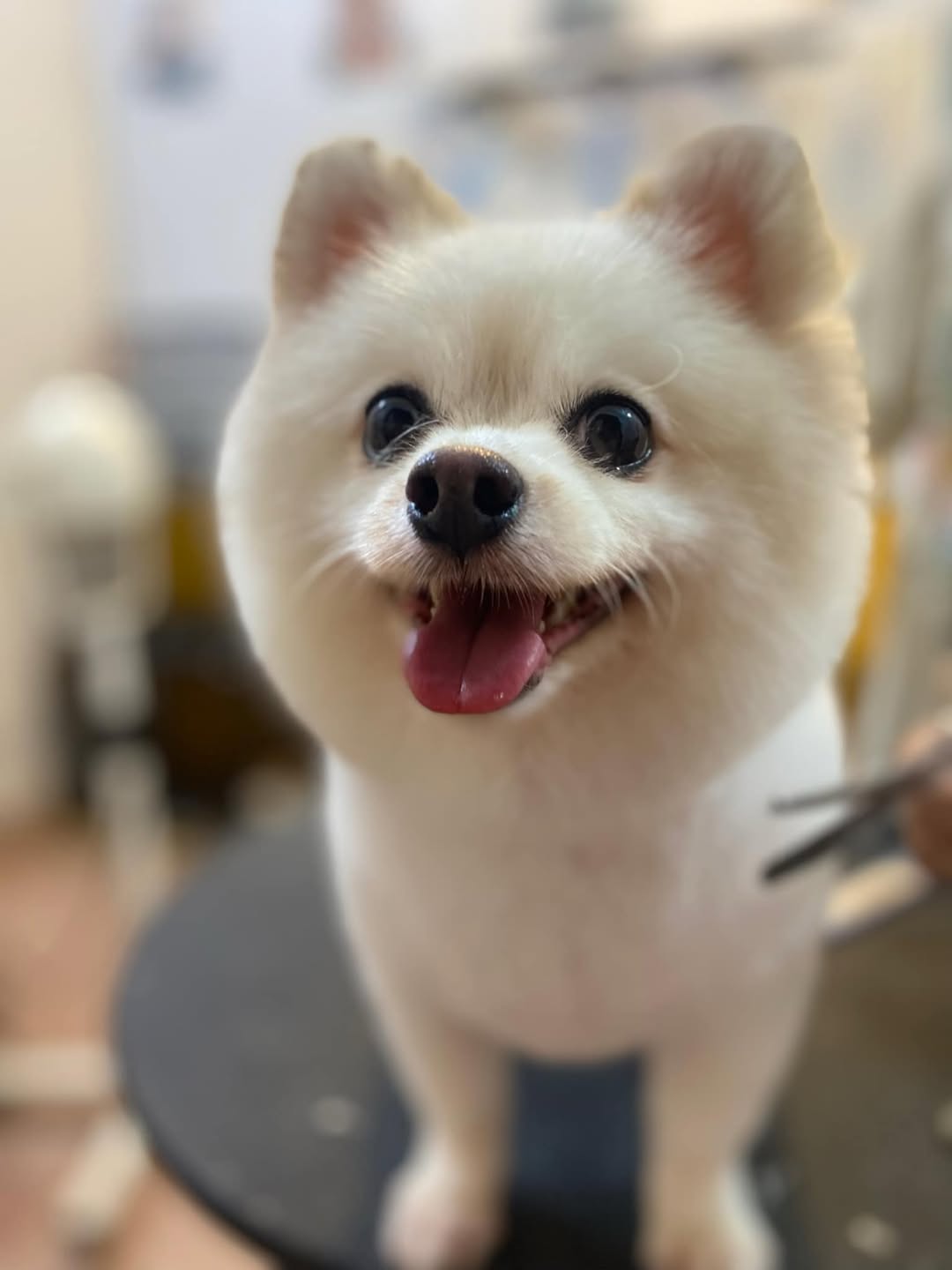 [🆕🇻🇳] TOM PET- Nơi thú cưng của bạn thích thú 🐶🦜 Top1Pets 🐱🐠 Cười to thế cưng
, shares-0✔️ , likes-14❤️️ , date-2024-07-22 22:55:25🐶🐱🇻🇳🇻🇳🇻🇳📰🆕