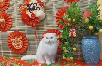 [🆕🇻🇳] TOM PET- Nơi thú cưng của bạn thích thú 🐶🦜 Top1Pets 🐱🐠 Tết đến Gòi. Vui he
, shares-0✔️ , likes-6❤️️ , date-2025-01-17 01:45:22🐶🐱🇻🇳🇻🇳🇻🇳📰🆕