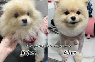 [🆕🇻🇳Hệ Thống Dịch Vụ Thú Y – AUDI PET.com 🐶🦜 Top1Pets 🐱🐠 #cute_animal #AUDIPET , shares-0✔️ , likes-11❤️️ , date-2025-04-26 16:54:47🐶🐱🇻🇳🇻🇳🇻🇳📰🆕