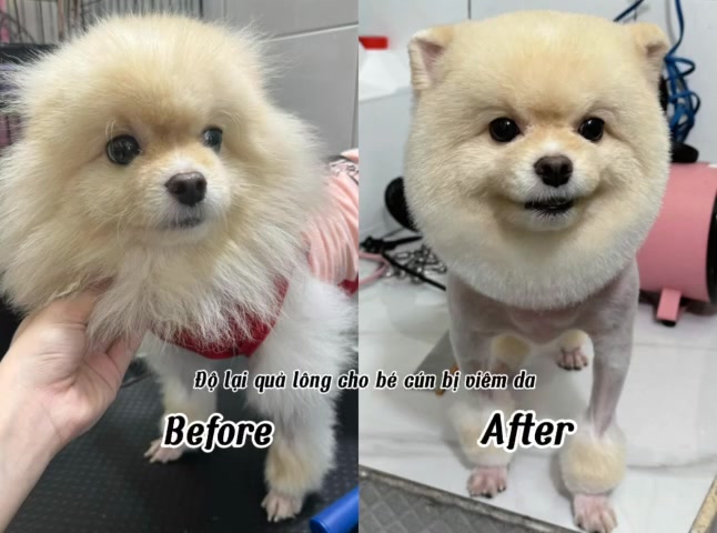 [🆕🇻🇳Hệ Thống Dịch Vụ Thú Y – AUDI PET.com 🐶🦜 Top1Pets 🐱🐠 #cute_animal #AUDIPET , shares-0✔️ , likes-11❤️️ , date-2025-04-26 16:54:47🐶🐱🇻🇳🇻🇳🇻🇳📰🆕