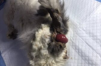 [🆕🇻🇳] Phòng khám Thú y NAN PET  🐶🦜 Top1Pets 🐱🐠 Khâu lòi dom cho em mèo
Nanpet 195 Ngô Xuân Quảng
0335 997 338
, shares-0✔️ , likes-2❤️️ , date-2025-04-26 02:29:58🐶🐱🇻🇳🇻🇳🇻🇳📰🆕